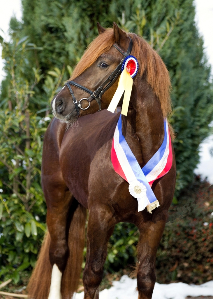 114 06 Volker 1 Lord Luck Titelbild Sport und Pferd 03 2013